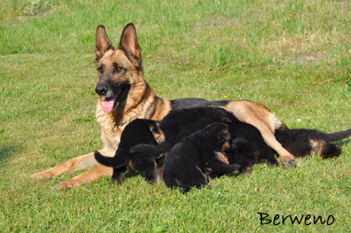 vrh C Berweno - 4 tdny