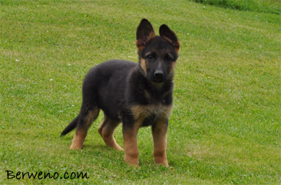 Cairo Berweno - 8 tdn
