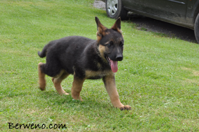 Cairo Berweno - 8 tdn