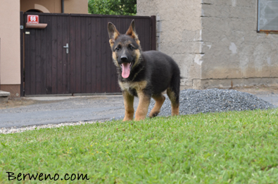 Cairo Berweno - 8 tdn