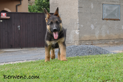 Cairo Berweno - 8 tdn