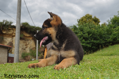 Cairo Berweno - 8 tdn