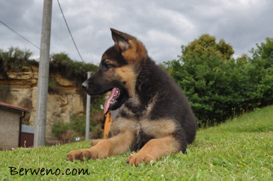 Cairo Berweno - 8 tdn
