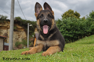 Cairo Berweno - 8 tdn