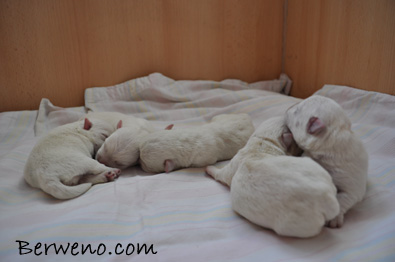 Vrh C Berweno - 3 dny