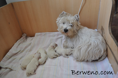 Vrh C Berweno - 3 dny