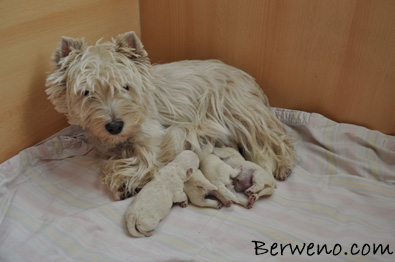 Vrh C Berweno - 3 dny
