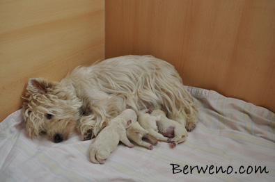 Vrh C Berweno - 3 dny