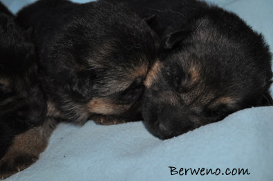 vrh D Berweno - 14 dn