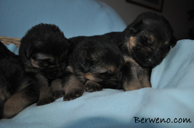 vrh D Berweno - 14 dn