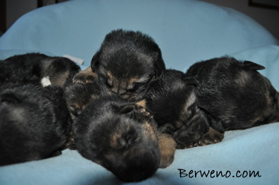 vrh D Berweno - 14 dn