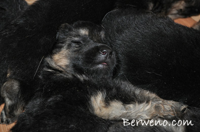 vrh D Berweno - 3 tdny