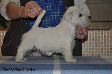 Darra Berweno - 7 tdn