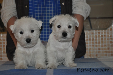 vrh D Berweno - 7 tdn