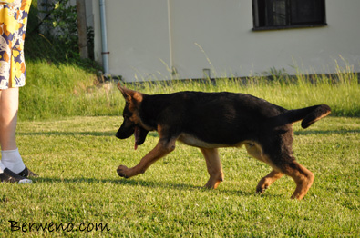 Dante Berweno - 3 msce