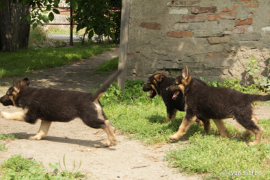 vrh E Berweno - 8 tdn