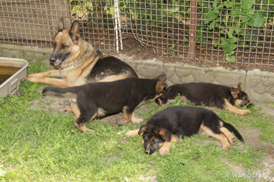 vrh E Berweno - 8 tdn