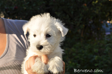 Edmont Berweno - 7 tdn
