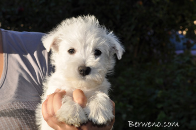 Edmont Berweno - 7 tdn