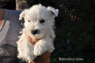 Eliot Berweno - 7 tdn