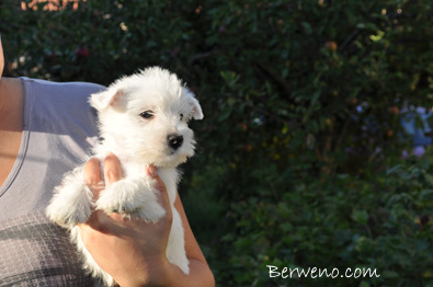 Eliot Berweno - 7 tdn