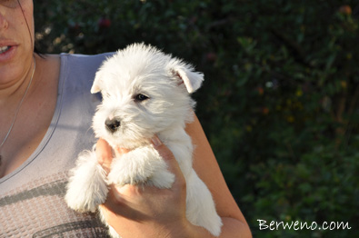 Eliot Berweno - 7 tdn