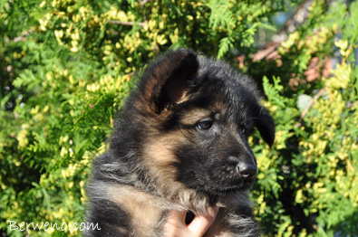 Florentina Berweno - 6 tdn