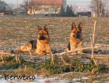 Berenique a Fantastique Sherak