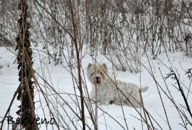 Zimní procházka - leden 2010