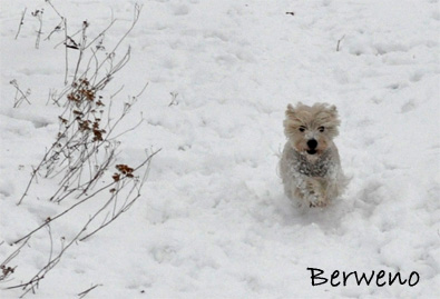Zimní procházka - leden 2010