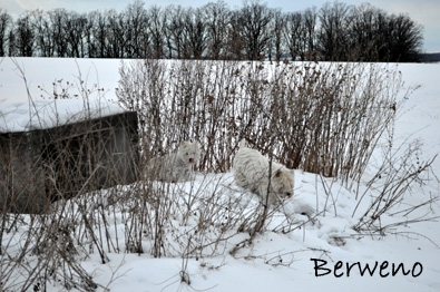 Zimní procházka - leden 2010