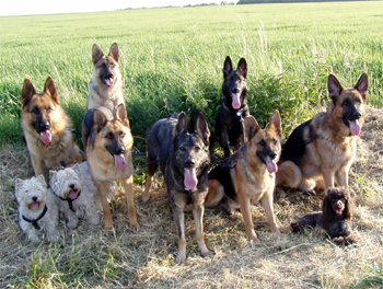 CHS Berweno a Alfari Bohemia