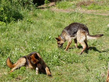 Giselle a Fantastique