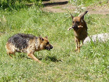 Berenique a Richmond