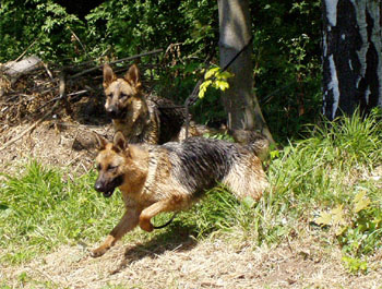 Berenique a Fantastique