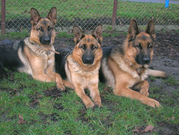 Sme�ka ov��k�