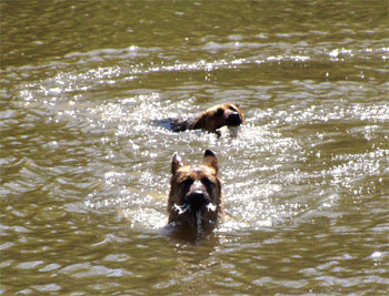 Berenique a Fantastique