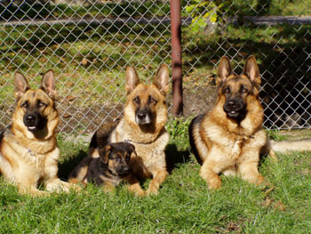 Sme�ka ov��k�