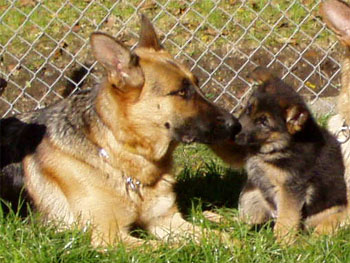 Berenique a Mystique