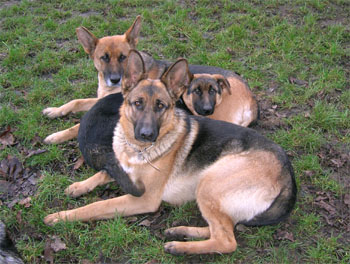 Sme�ka ov��k�