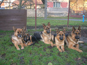 Sme�ka ov��k�