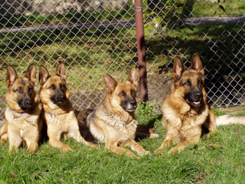 Sme�ka ov��k�