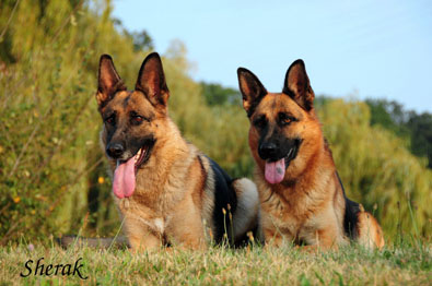 Fantastique a Berenique Sherak