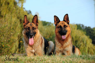 Fantastique a Berenique Sherak