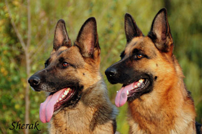 Fantastique a Berenique Sherak