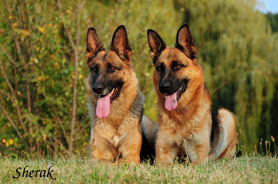 Fantastique a Berenique Sherak