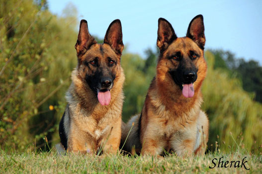 Fantastique a Berenique Sherak