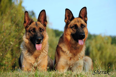 Fantastique a Berenique Sherak