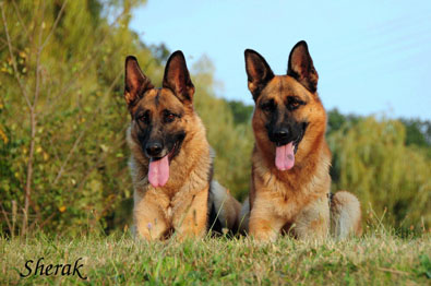 Fantastique a Berenique Sherak