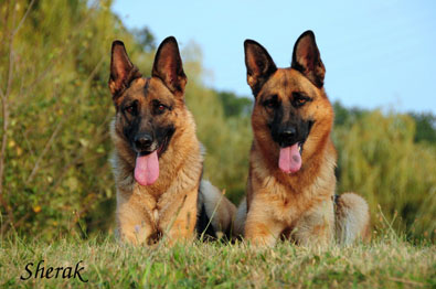 Fantastique a Berenique Sherak